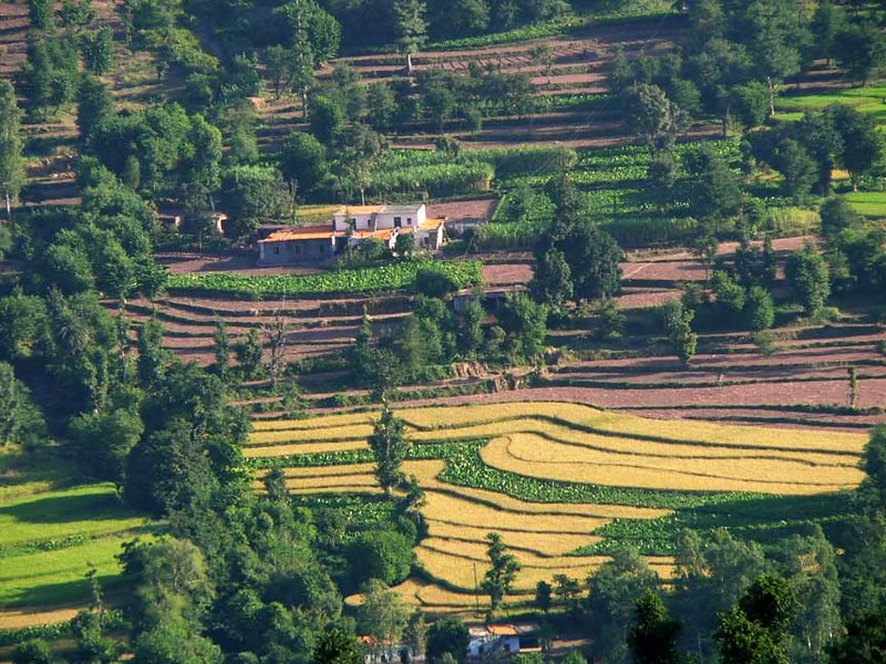 Countryside in Kasauli