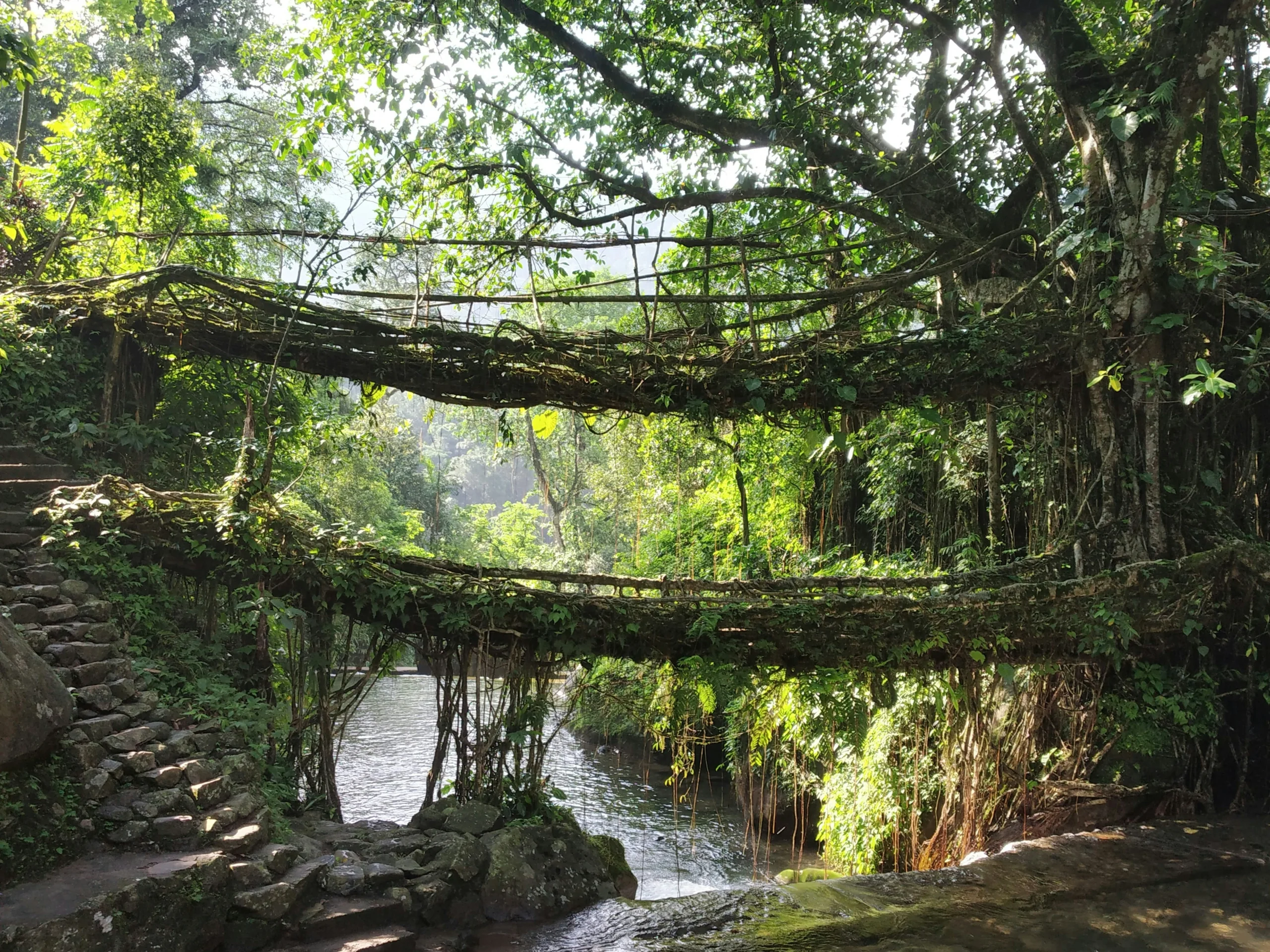 Living Root Bridge in Cherrapunjee