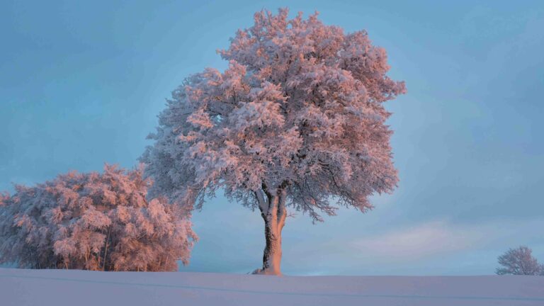 A scenic collage showcasing the four seasons: blooming spring flowers, summer beaches, autumn foliage, and winter snow.