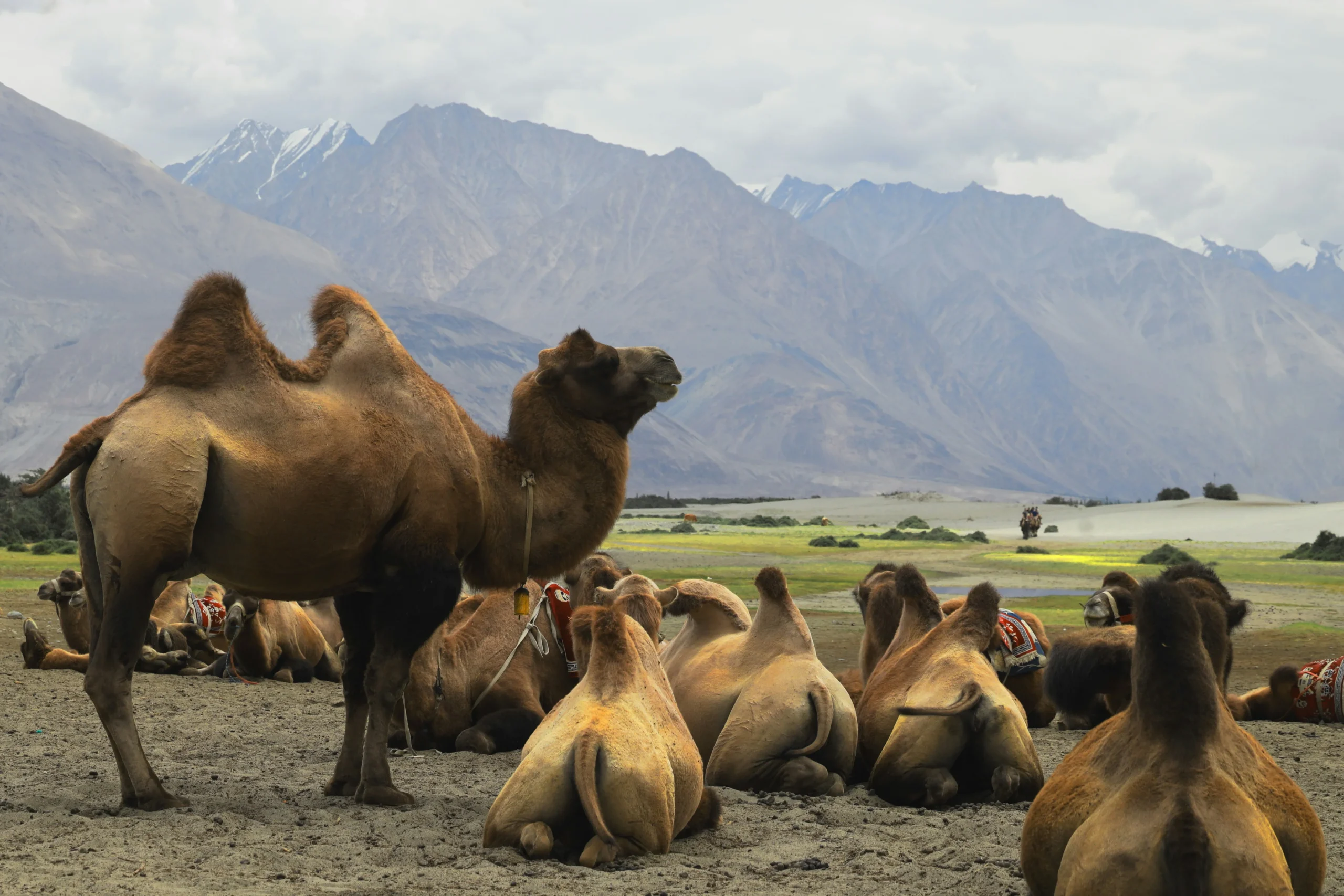 Camels in Nubra Valley