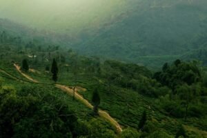 darjeeling tea gardens